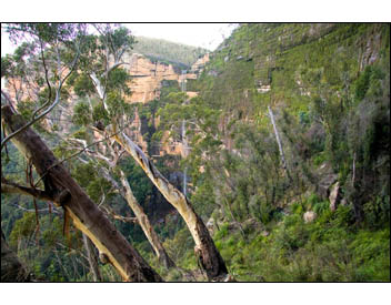 Bridal-Veil-and-Trees