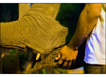 Elefant