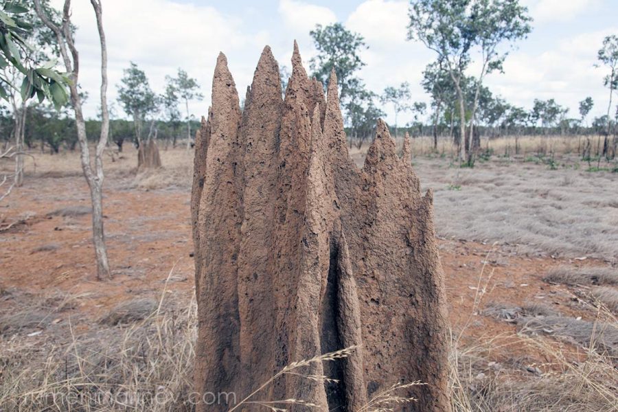 I am fascinated with the termite mounds here.