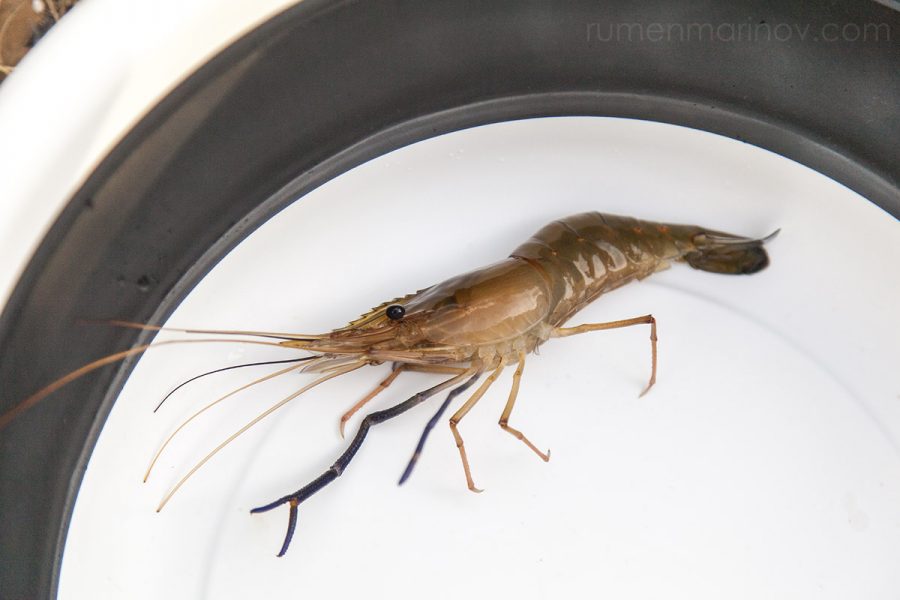 I catch a large prawn, but only for this photo. I don't eat it for dinner. I let it go.