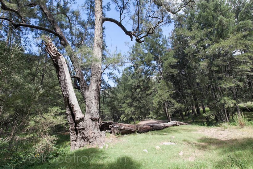Around the Cox's River Camping Ground.