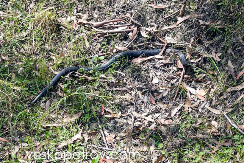 A nice dangerous looking snake jumps under my feet. He looks very alert and capable so I give him a wide berth.