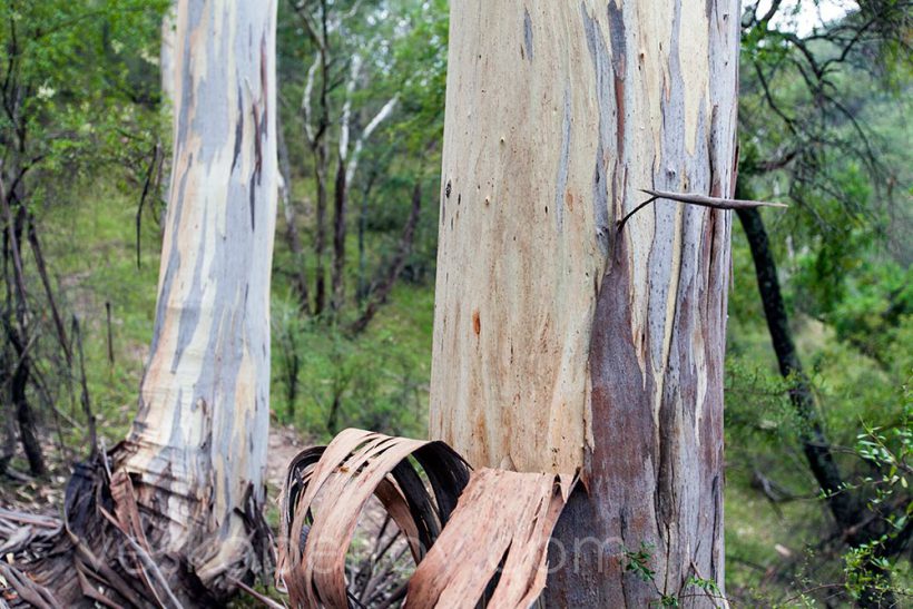 My favorite type of gum tree.