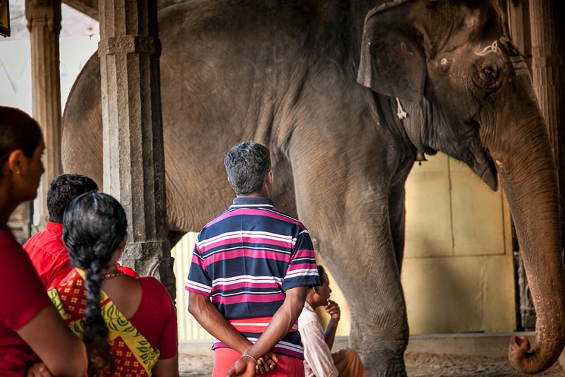 I meet the temple elephant, who blesses me for ten rupee.