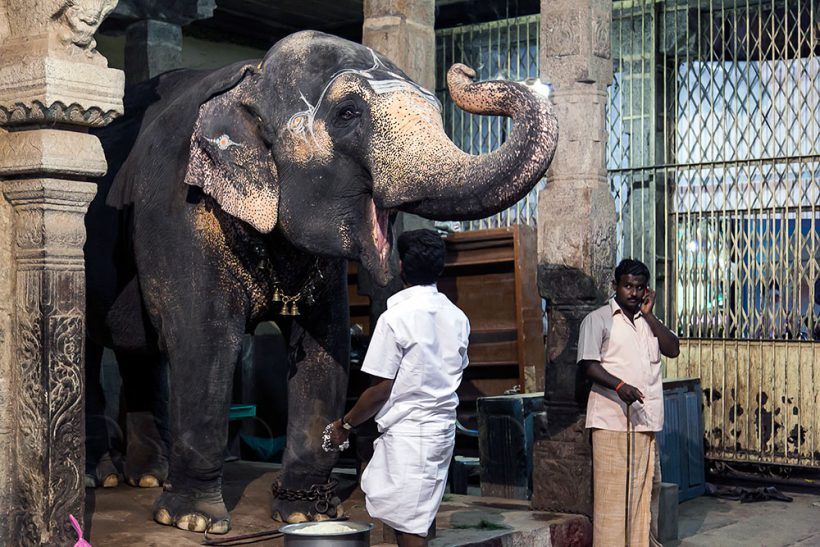 The Rock Temple has it's own elephant.