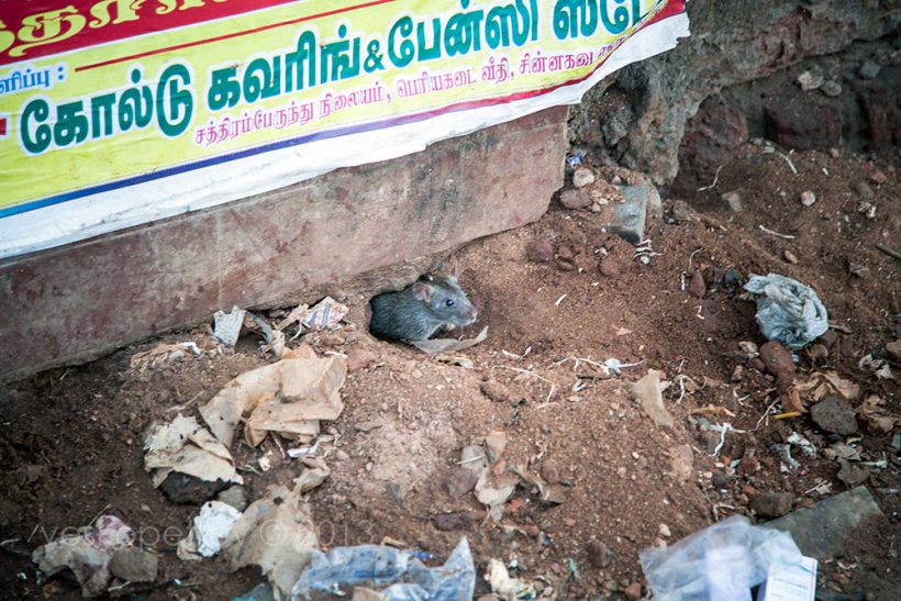 I see this rat happily occupying a square meter of territory around the Thanjavur bus station.