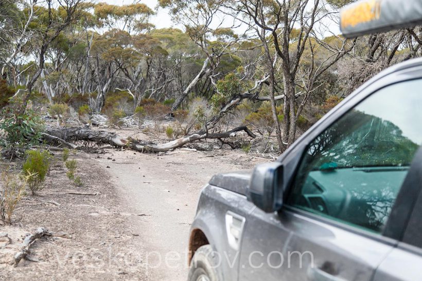 But sometimes the fallen trees are bigger and I have to find a new path through the bush.