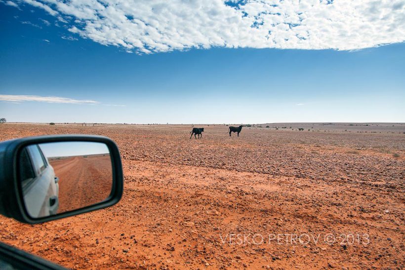 I encounter some livestock.