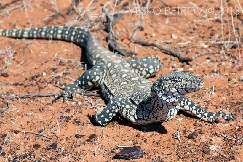 The large lizard doesn't seem to be aggressive or dangerous.
