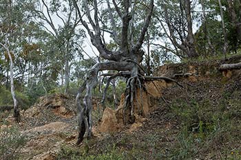 Самотно дърво.