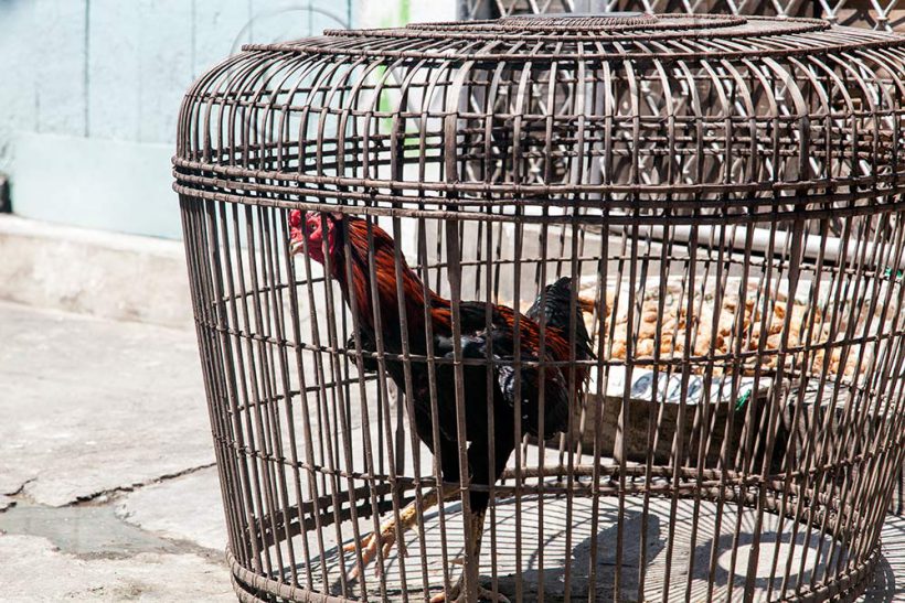 A fighting cock.