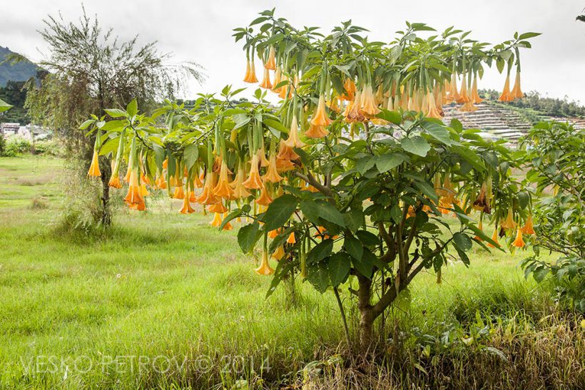 I love this strange tree with orange flowers.