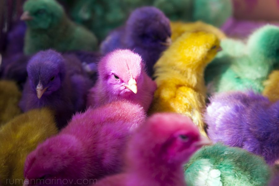 Easter Chicks which I saw at a popular market in Yogyakarta, Indonesia. People were buying them by the dozen for their children, sellers stuffing them into paper bags. The chicks looked tired and not happy at all.