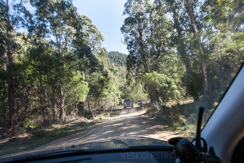 Into the forest and finally on a dirt road. I'm surprised how good the condition of the road is. This must be Curries Road.