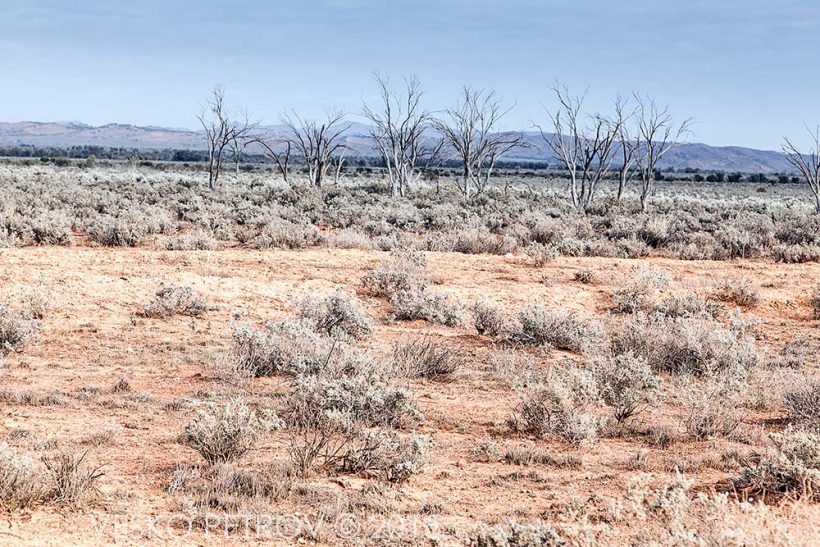 Along the Yunta to Arkaroola Road.
