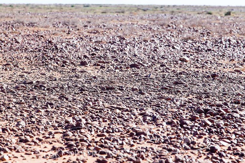 Sturt Stony Desert.
