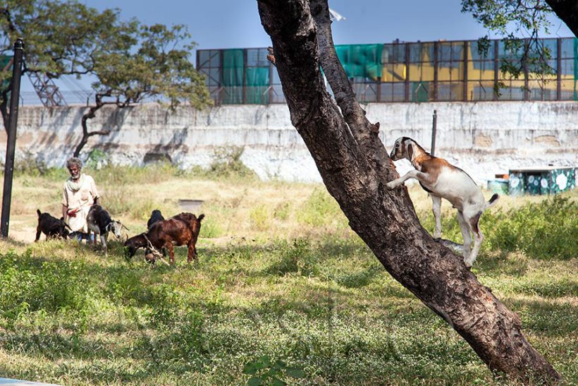The old man here was very angry that I am photographing his goats. He even started to chase me with his shepherd’s crook. Lucky I can run fast.