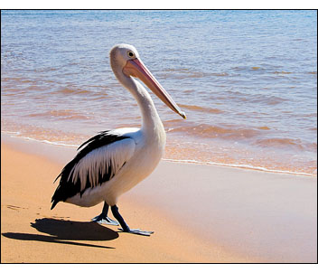 Pelican
