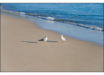 Seaguls-in-Love